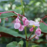hardy begonia (Begonia grandis) – plant photo