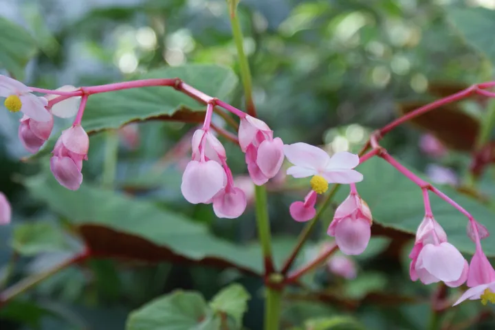 Begonia grandis
