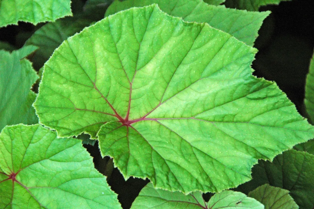 hardy begonia (Begonia grandis) – flowers in close-up, plant photo