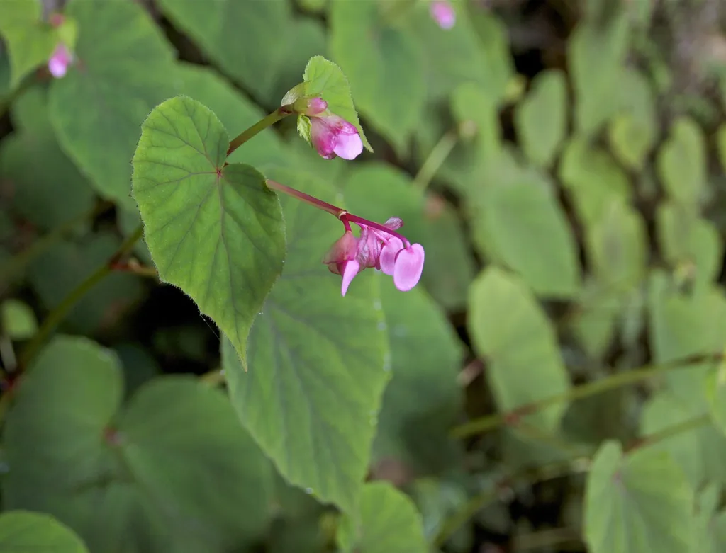hardy begonia (Begonia grandis) – characteristic appearance, plant photo