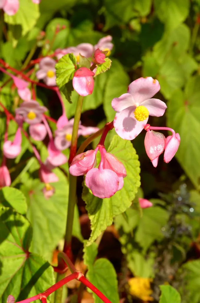 hardy begonia (Begonia grandis) – in a garden setting, plant photo