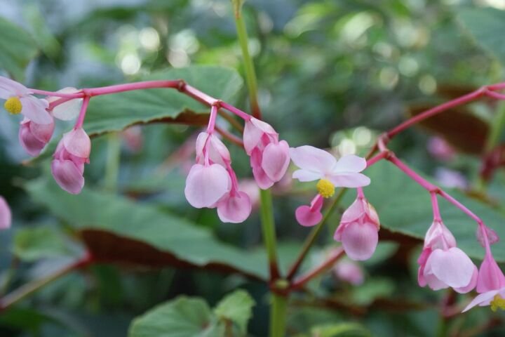 Begonia grandis