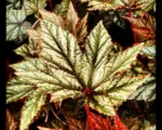 Begonia ‘Gryphon’