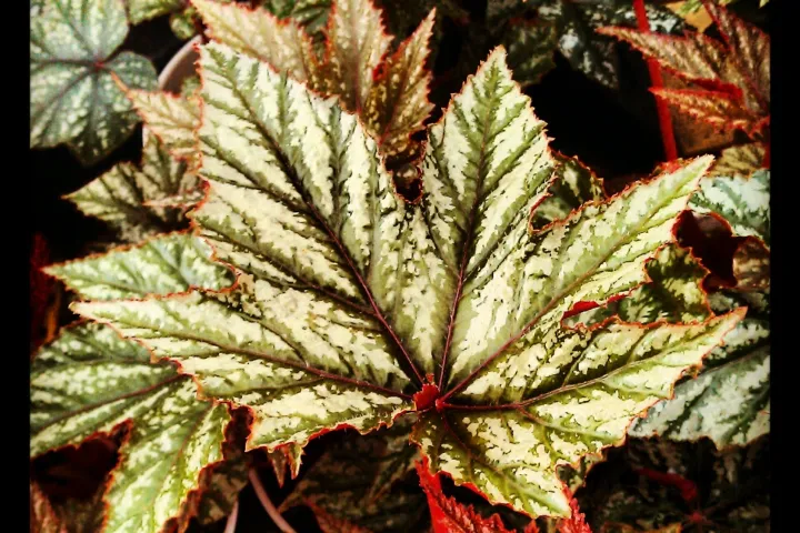 Begonia 'Gryphon'