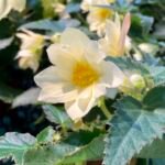 Begónia hľuznatá (Begonia 'Tuberhybrida') – fotografia rastliny