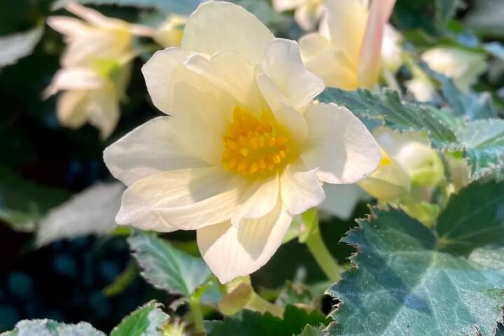 Begonia 'Tuberhybrida'