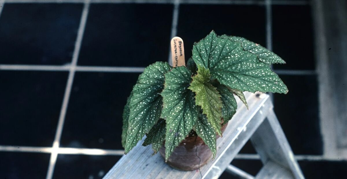 Begonia 'Lucerna' – fotografia rastliny
