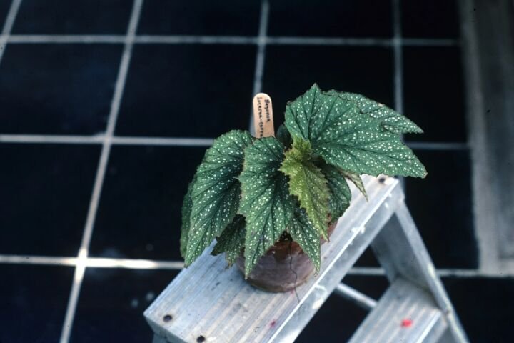 Begonia 'Lucerna'