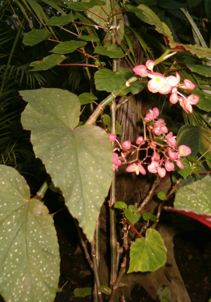 Begonia ‘Lucerna’ (Begonia 'Lucerna') – flowers in close-up, plant photo