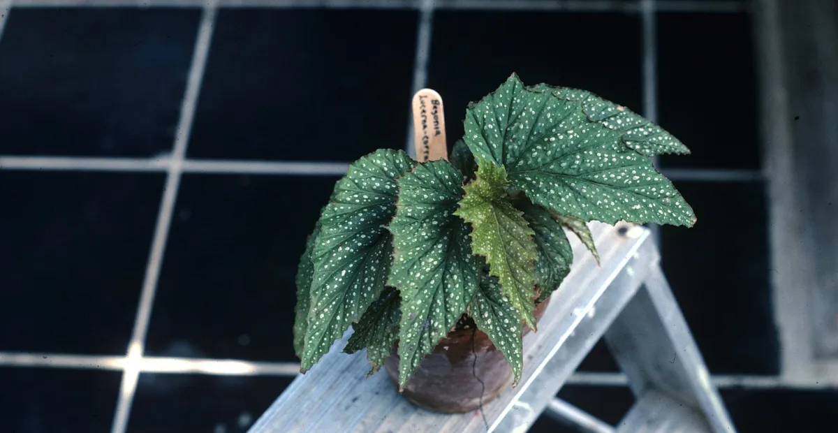 Begonia 'Lucerna' – plant photo