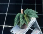 Begonia ‘Lucerna’