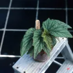 Begonia ‘Lucerna’ (Begonia 'Lucerna') – plant photo