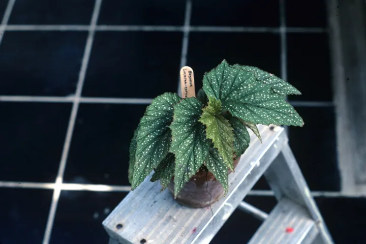 Begonia 'Lucerna'