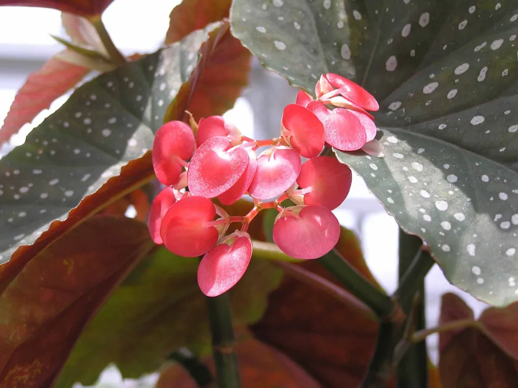 Begonia ‘Lucerna’ (Begonia 'Lucerna') – characteristic appearance, plant photo