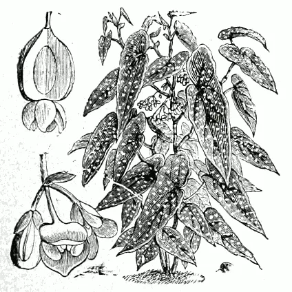 Begonia maculata – (Begonia maculata) – typisches Erscheinungsbild, Pflanzenfoto