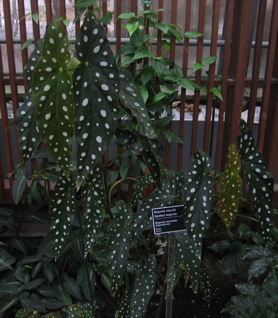 Begonia maculata – (Begonia maculata) – typisches Erscheinungsbild, Pflanzenfoto
