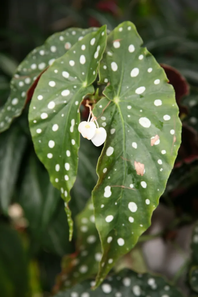 Begonia maculata – (Begonia maculata) – typisches Erscheinungsbild, Pflanzenfoto