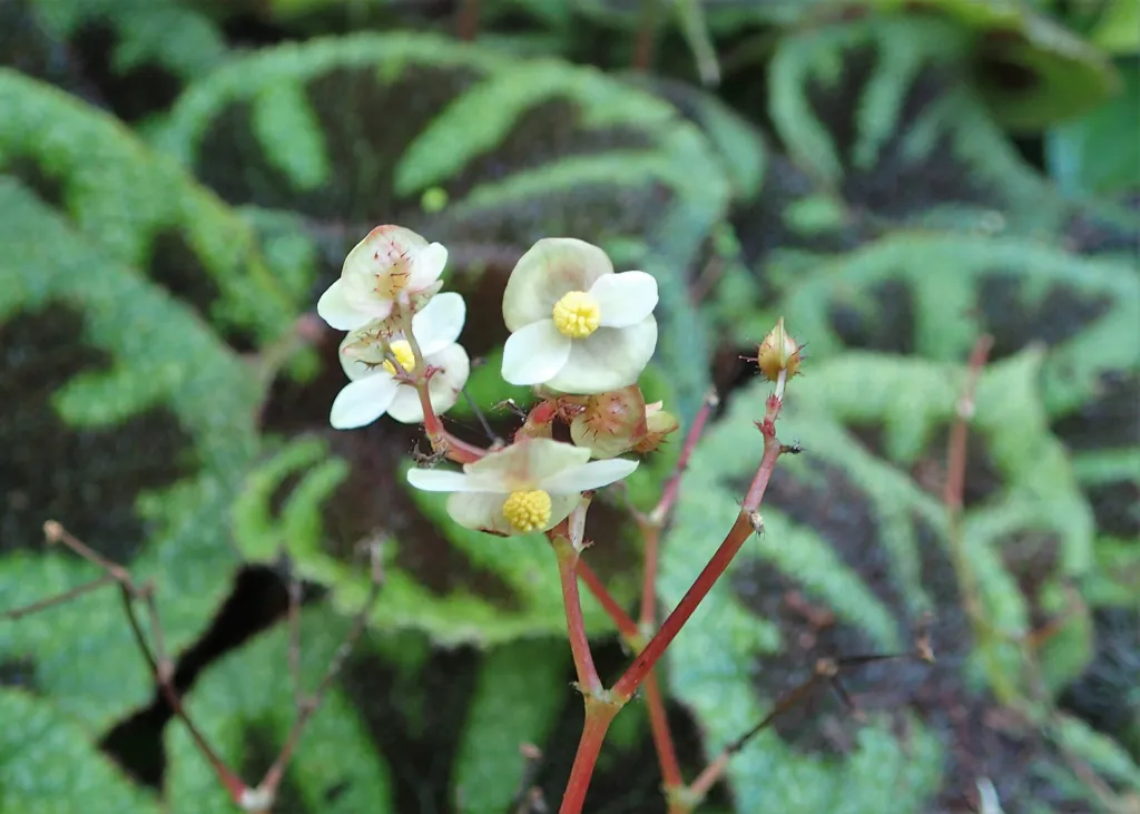 Iron Cross Begonia (Begonia masoniana) – in a garden setting, plant photo