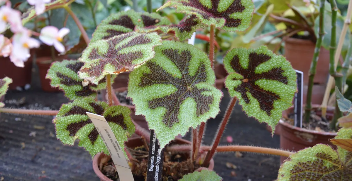 Iron Cross Begonia (Begonia masoniana) – plant photo
