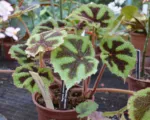Iron Cross Begonia (Begonia masoniana) care guide