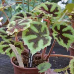 Iron Cross Begonia (Begonia masoniana) – plant photo