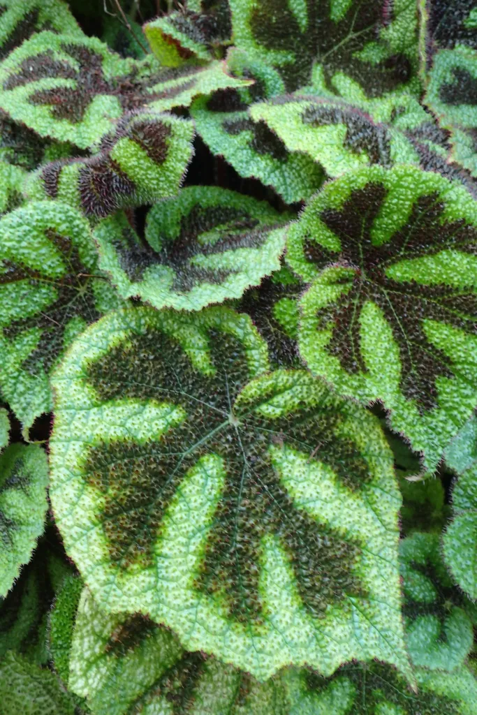 Iron Cross Begonia (Begonia masoniana) – in a garden setting, plant photo