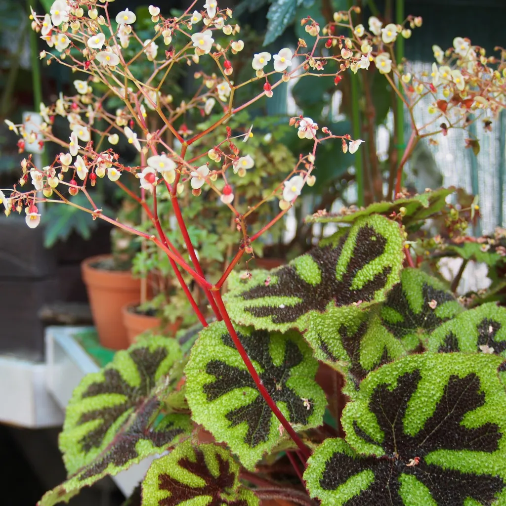 Iron Cross Begonia (Begonia masoniana) – in a garden setting, plant photo