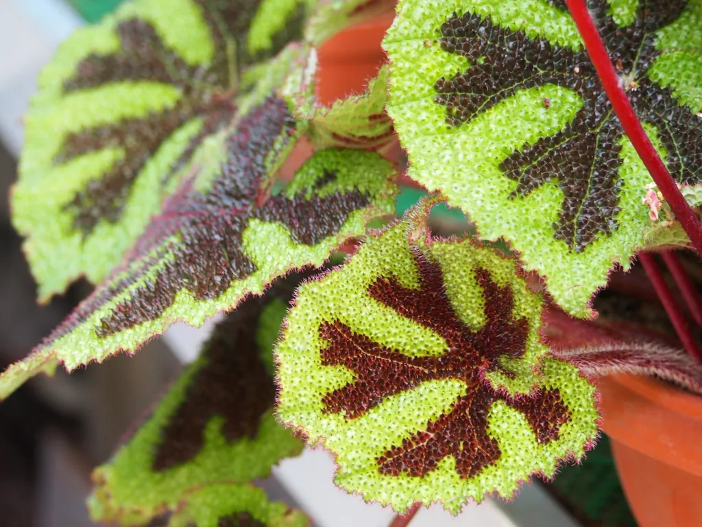 Iron Cross Begonia (Begonia masoniana) – in a garden setting, plant photo