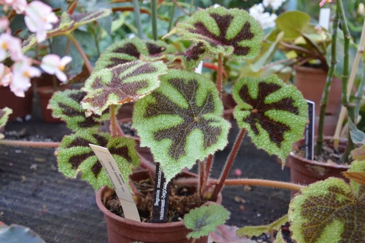Begonia masoniana