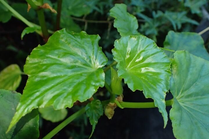 Begonia 'Obliqua'