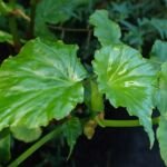 Begonia ‘Obliqua’ (Begonia 'Obliqua') – Pflanzenfoto