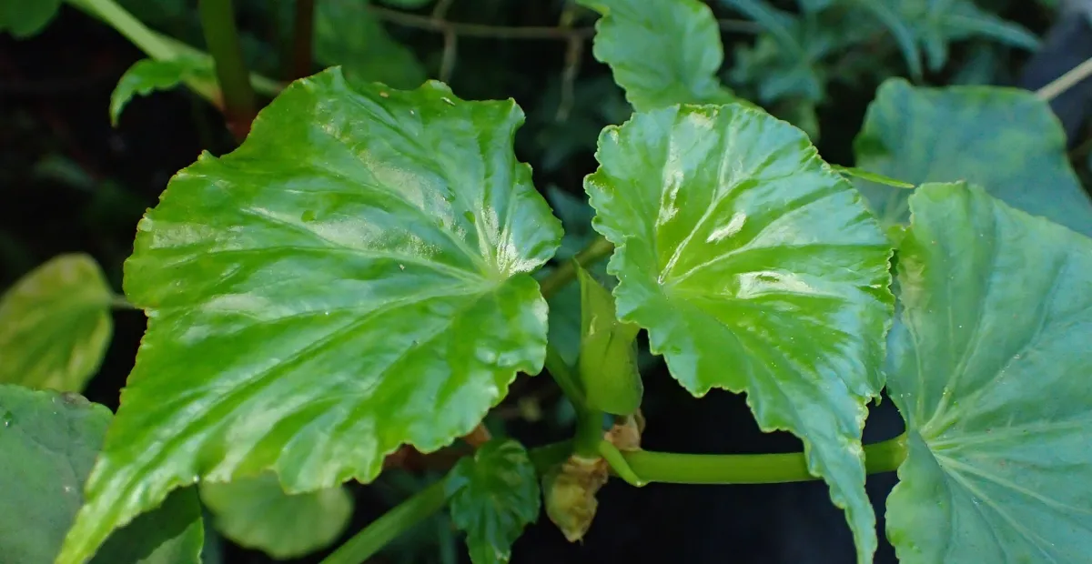 Begonia 'Obliqua' – plant photo
