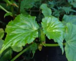 Begonia ‘Obliqua’