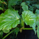 Begonia ‘Obliqua’ (Begonia 'Obliqua') – plant photo
