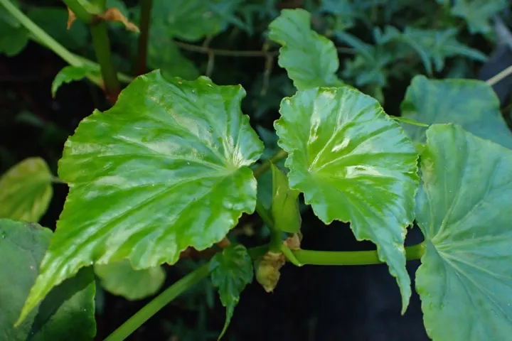 Begonia 'Obliqua'