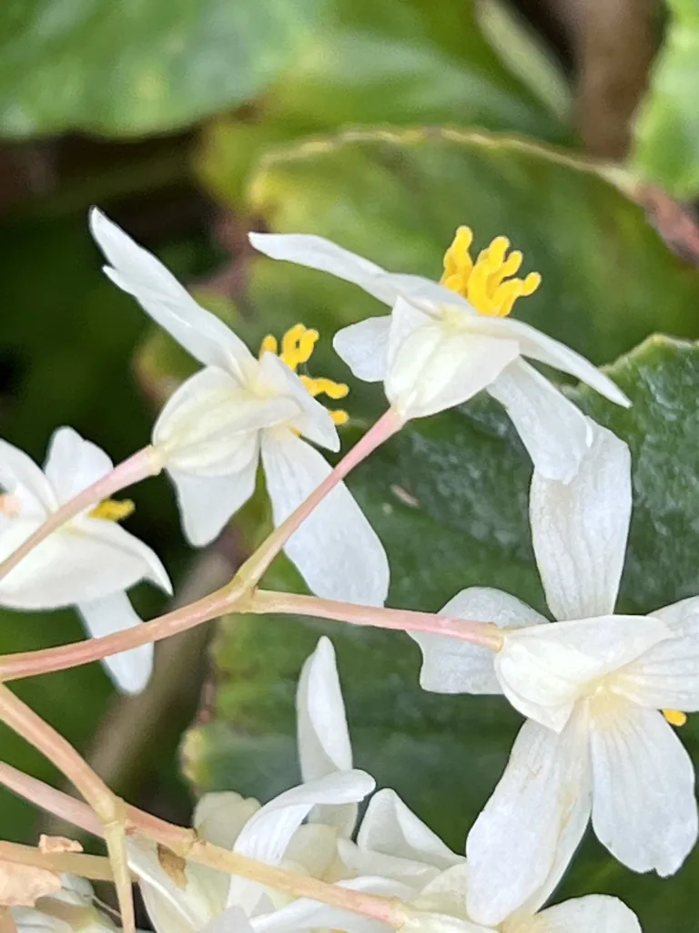 Begonia ‘Obliqua’ (Begonia 'Obliqua') – flowers in close-up, plant photo