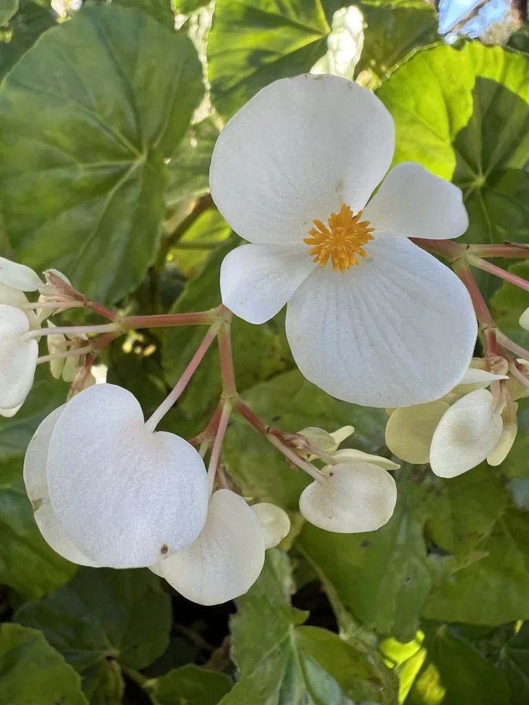 Begonia ‘Obliqua’ (Begonia 'Obliqua') – flowers in close-up, plant photo