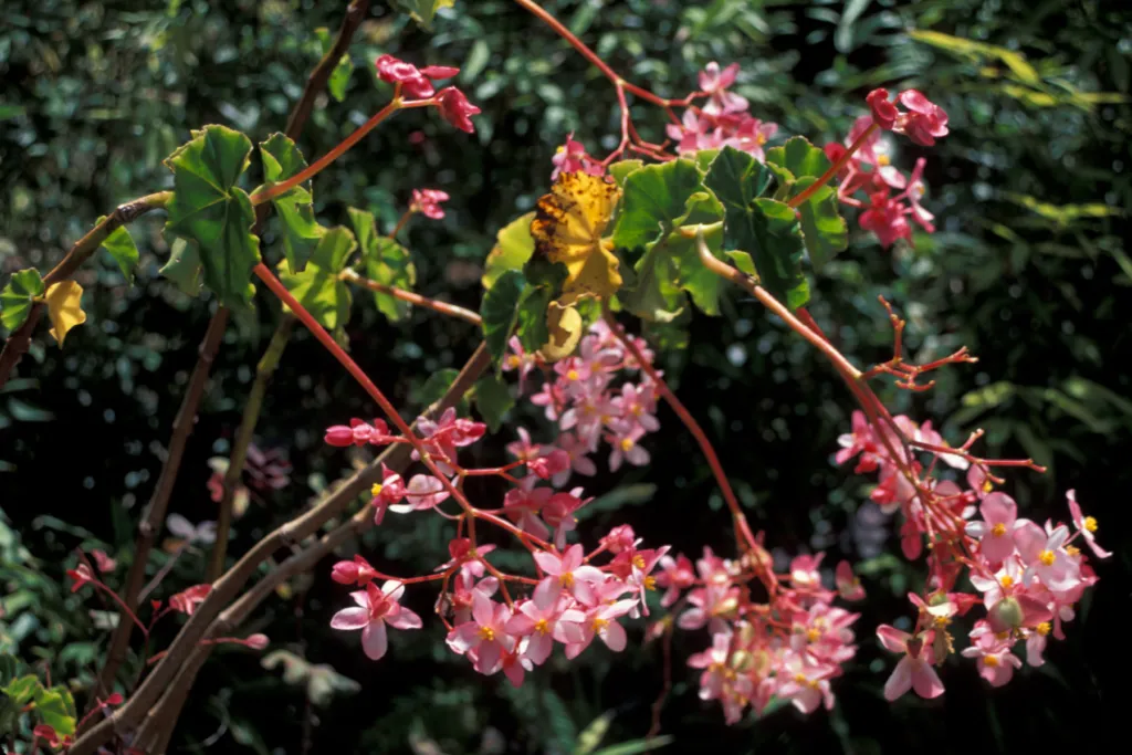 Begonia ‘Obliqua’ (Begonia 'Obliqua') – flowers in close-up, plant photo