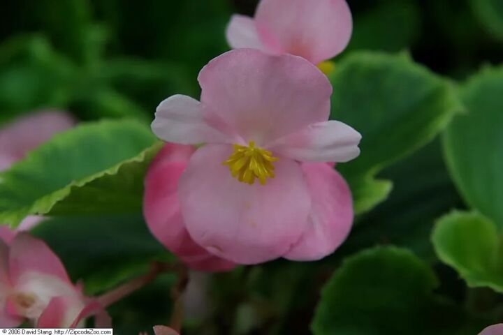 Begonia 'Olympia'