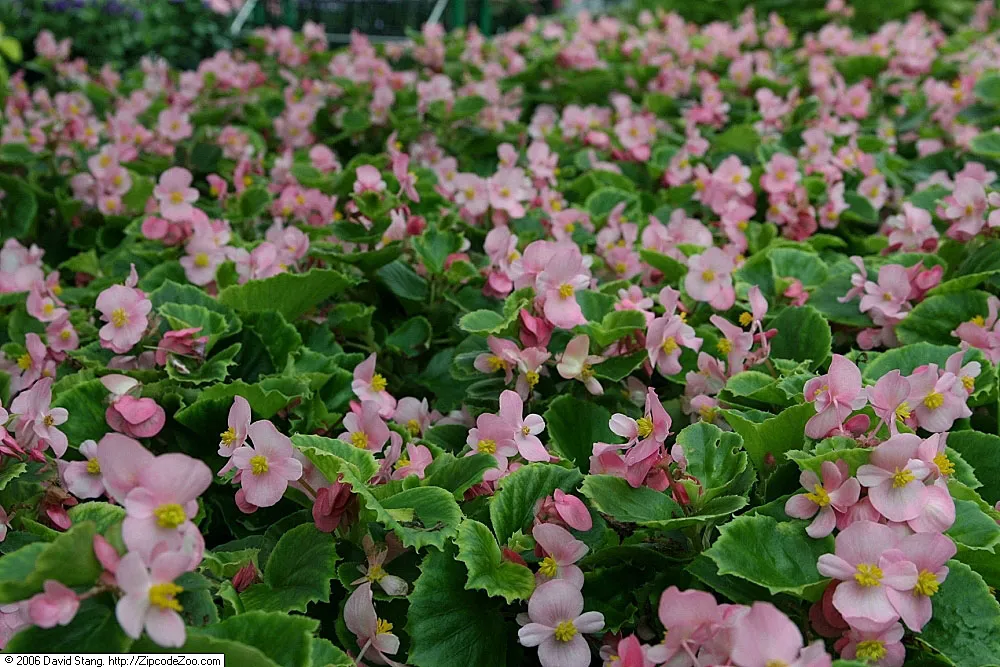 Begonia ‘Olympia’ (Begonia 'Olympia') – in a garden setting, plant photo