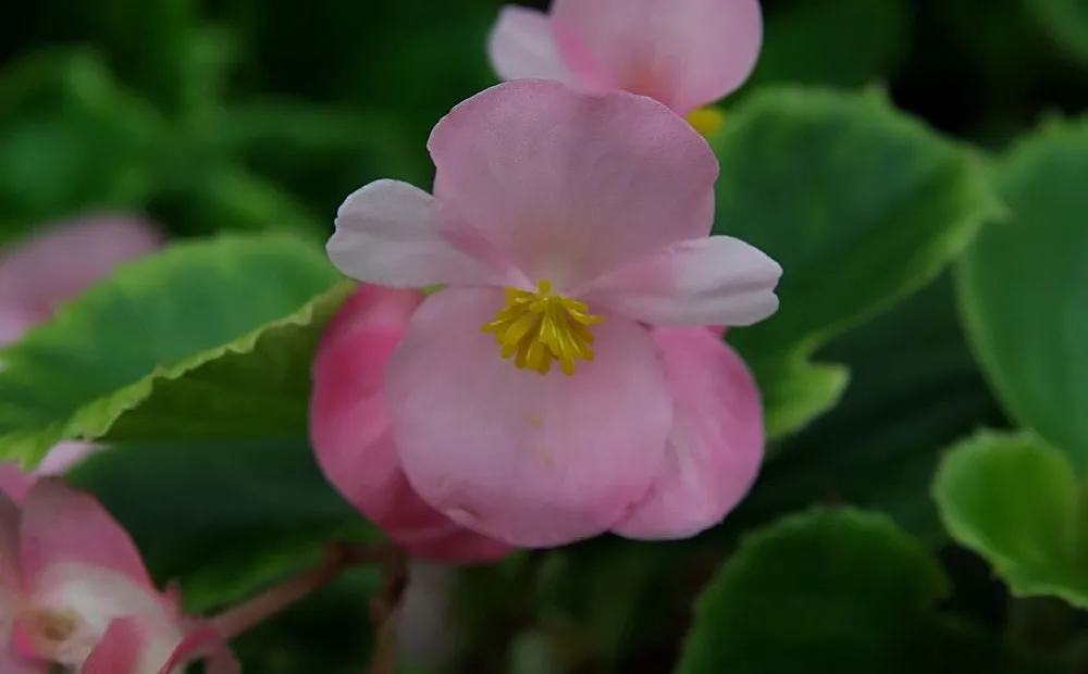 Begonia 'Olympia' – plant photo