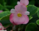 Begonia ‘Olympia’