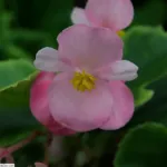 Begonia ‘Olympia’ (Begonia 'Olympia') – plant photo
