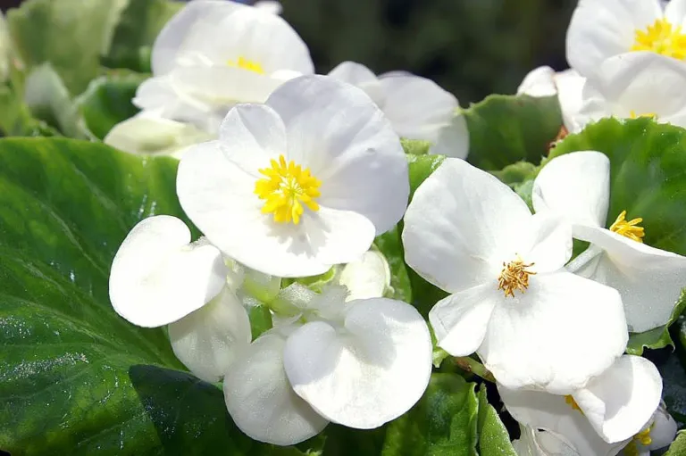 Begonia ‘Olympia’ (Begonia 'Olympia') – characteristic appearance, plant photo