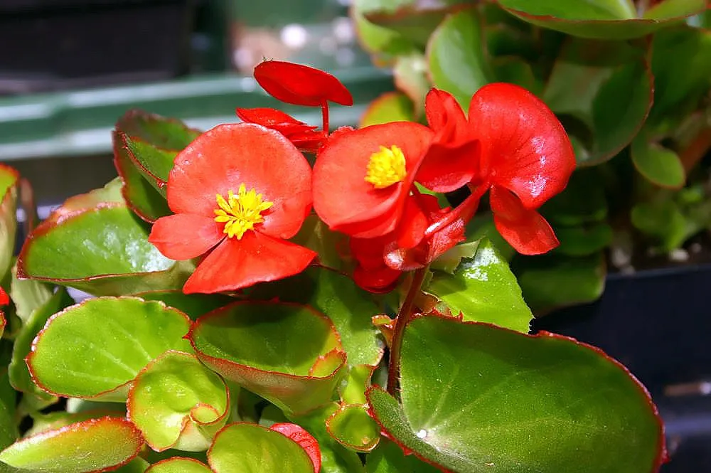 Begonia ‘Olympia’ (Begonia 'Olympia') – characteristic appearance, plant photo