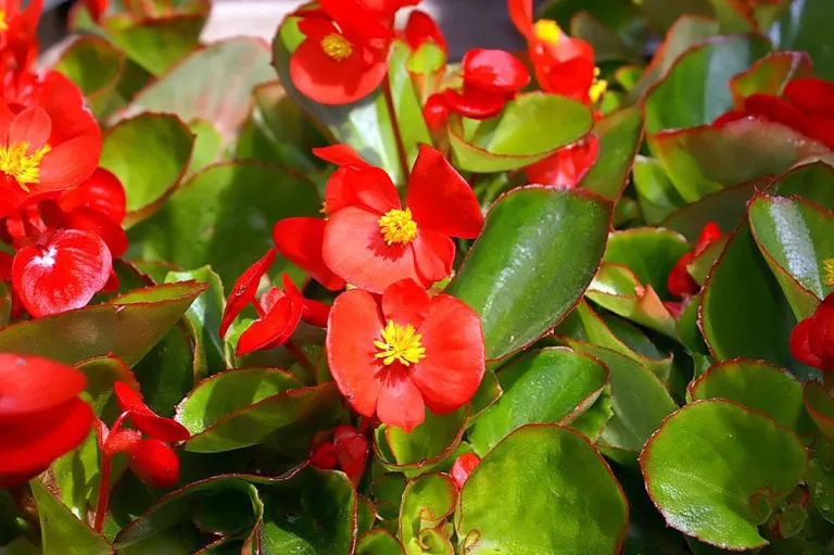 Begonia ‘Olympia’ (Begonia 'Olympia') – characteristic appearance, plant photo