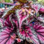 Begonia rex – (Begonia rex) – Pflanzenfoto