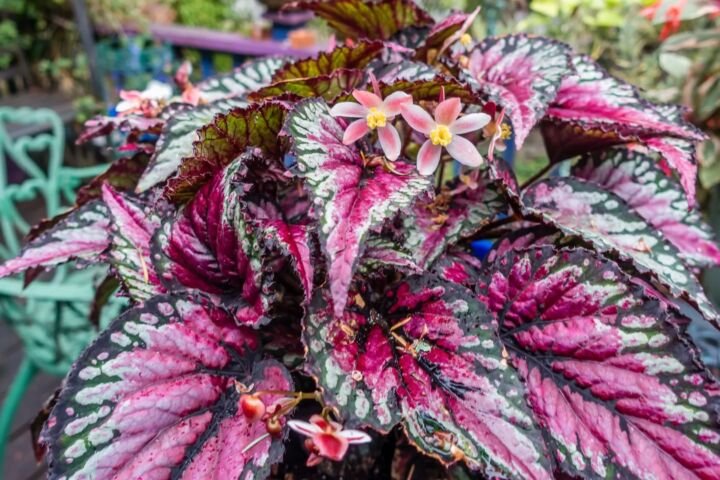 Begonia rex