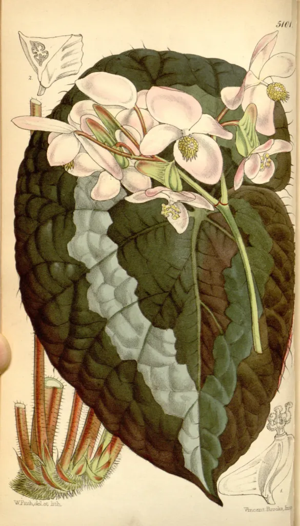 king begonia (Begonia rex) – characteristic appearance, plant photo