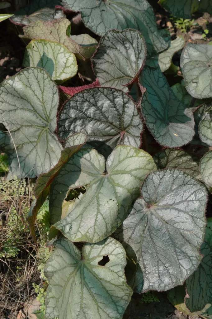 king begonia (Begonia rex) – flowers in close-up, plant photo
